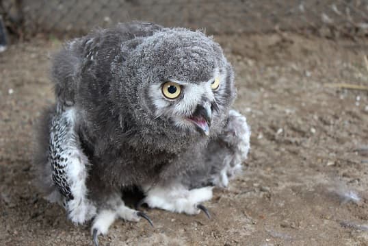 Hibou blanc polaire – photo et description de l&rsquo;oiseau o&ugrave; il vit, livre rouge, ce qu&rsquo;il mange, faits et vu