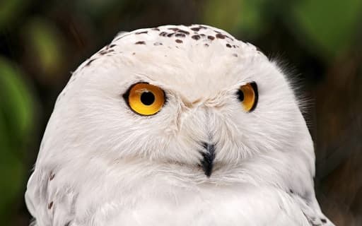 Hibou blanc polaire – photo et description de l&rsquo;oiseau o&ugrave; il vit, livre rouge, ce qu&rsquo;il mange, faits et vu