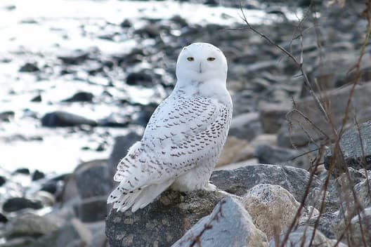 Hibou blanc polaire – photo et description de l&rsquo;oiseau o&ugrave; il vit, livre rouge, ce qu&rsquo;il mange, faits et vu