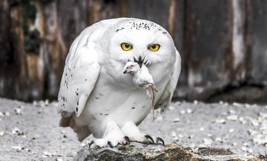 Hibou blanc polaire – photo et description de l&rsquo;oiseau o&ugrave; il vit, livre rouge, ce qu&rsquo;il mange, faits et vu