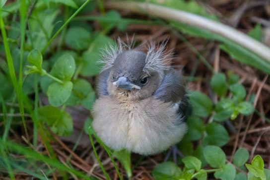 Finch chick Chaffinch – a photo and description of a bird, what it looks like and what it eats | Female and male finch