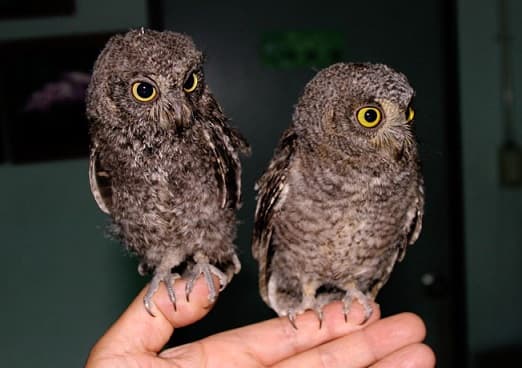 fotos de scops Scops owl – foto, descripción y contenido, video, cómo alimentar
