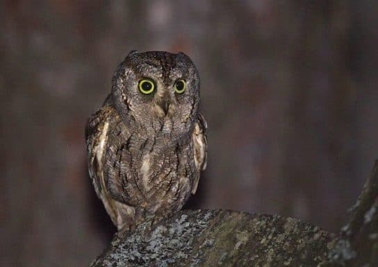 foto de búho Scops owl – foto, descripción y contenido, video, cómo alimentar