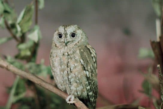 Scops owl – foto, descripción y contenido, video, cómo alimentar