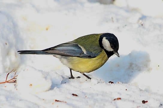 Great tit – photo and description of the bird, voice, chicks, Red Book, what it looks like