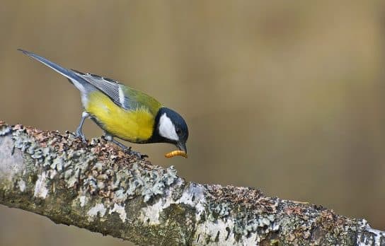Great tit – photo and description of the bird, voice, chicks, Red Book, what it looks like