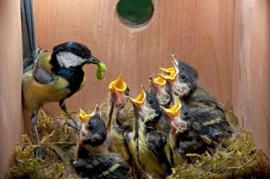 Great tit – photo and description of the bird, voice, chicks, Red Book, what it looks like