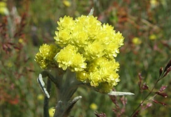 Animais e plantas das estepes da R&uacute;ssia – foto, lista, nomes, descri&ccedil;&atilde;o, relat&oacute;rio