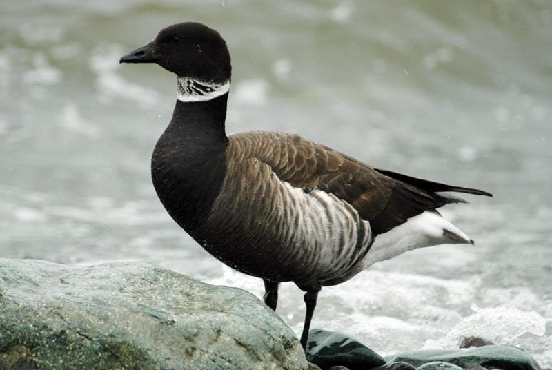 Birds of Asia with photos and names | Predatory and flightless birds of Asia