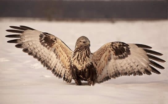 Birds of the hawk family: una lista con fotos y nombres de aves rapaces