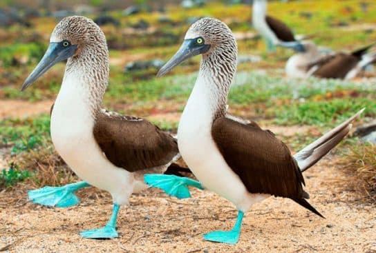 Atob&aacute;s-de-p&eacute;s-azuis – fotos e v&iacute;deos do p&aacute;ssaro onde vive, fatos interessantes