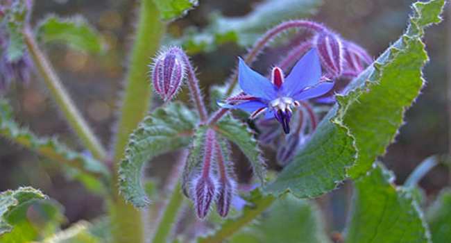 borage-properties-application