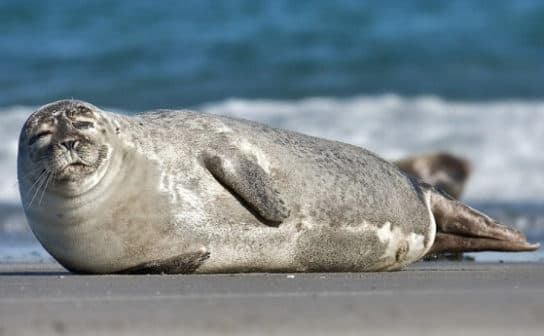 Caspian seal (seal) – photo, video and description of what it looks like and where it lives