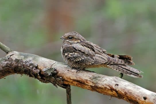 City birds – photos with the names of birds of the urban environment, species, list