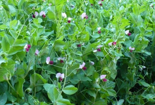 Cultures fourrag&egrave;res de plantes