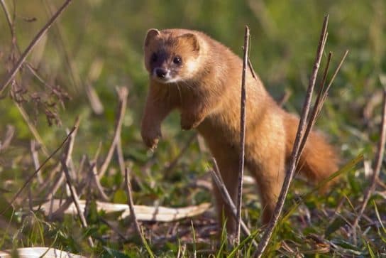 Columns (itatsi) – a photo and description of the animal, where it lives, what it eats, how it looks