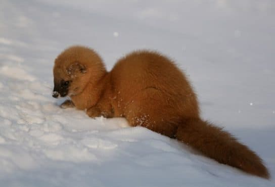 Columns (itatsi) – a photo and description of the animal, where it lives, what it eats, how it looks