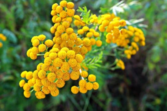 Common tansy
