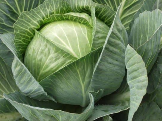Cruciferous plants (cabbage)