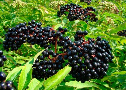 Elderberry black - photo