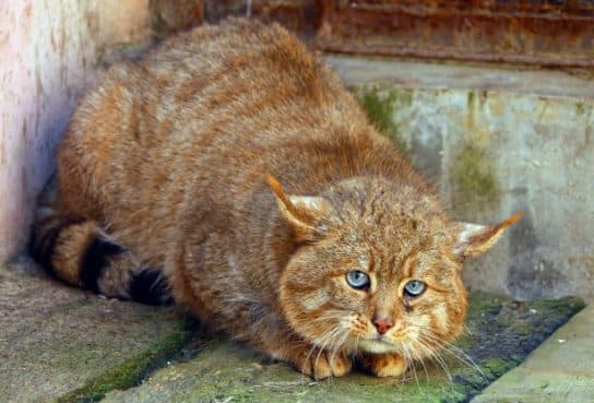 Famille f&eacute;line – esp&egrave;ces et repr&eacute;sentants d&rsquo;animaux carnivores |  Liste des chats avec photos et descriptions