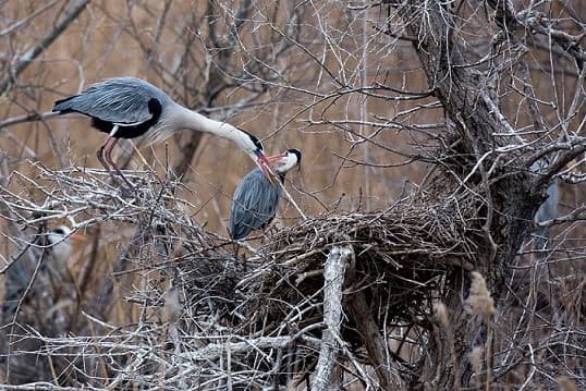 Gray heron – photo and description of what it looks like and what it eats, video, interesting facts