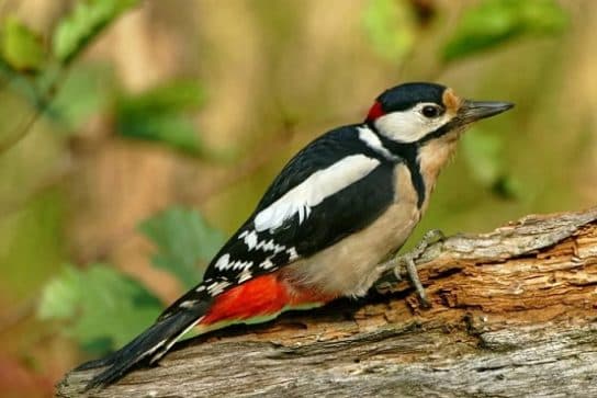 Grande pica-pau-malhado (ou pica-pau-malhado) – foto e descri&ccedil;&atilde;o do p&aacute;ssaro, o que ele come, fatos interessantes