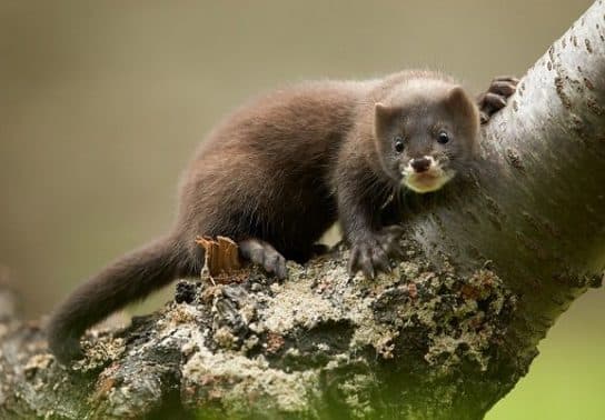 Honorik: una descripci&oacute;n de c&oacute;mo se ve y cu&aacute;nto tiempo vive, una foto del animal