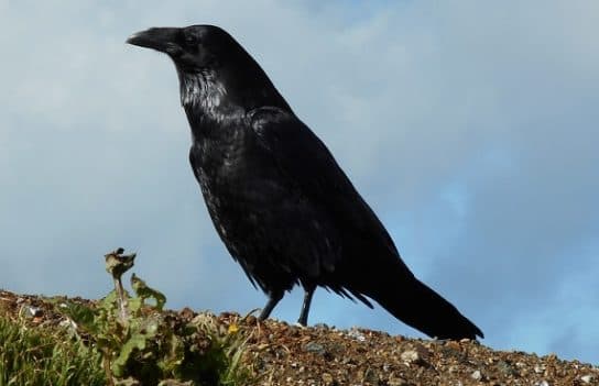 Birds of Asia with photos and names | Predatory and flightless birds of Asia