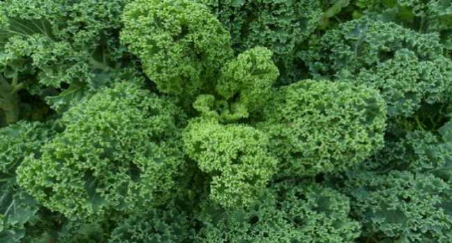 kale cabbage-properties-contraindications