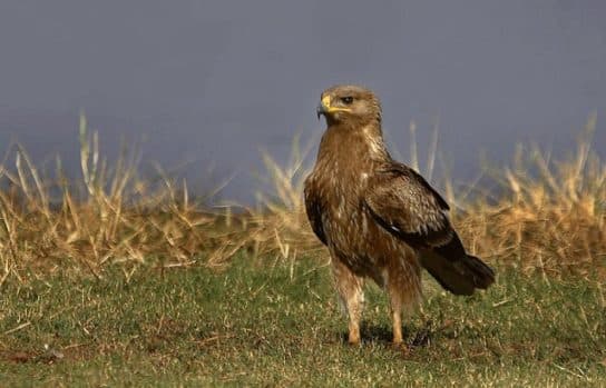 Aigle tachet&eacute; – photo et description de l&rsquo;oiseau, o&ugrave; il vit et ce qu&rsquo;il mange