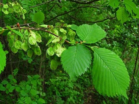 Plantes m&eacute;dicinales de Russie