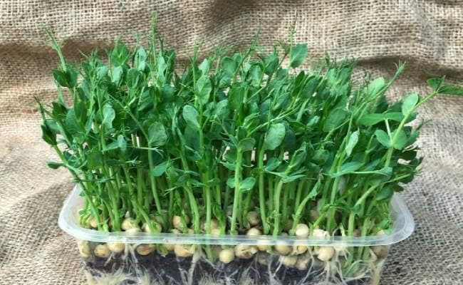 microgreen-what is it