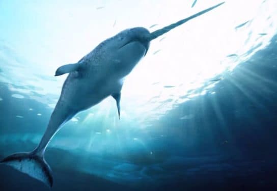 Narwhal – unic&oacute;rnio do mar, foto e descri&ccedil;&atilde;o, curiosidades, onde mora e fotos