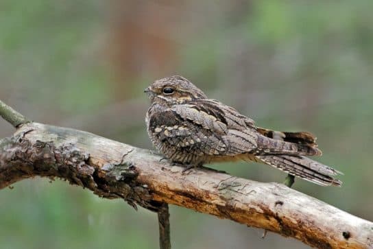 Nightjar – photo and description of the bird, what it eats, listen to the voice of the Nightjar