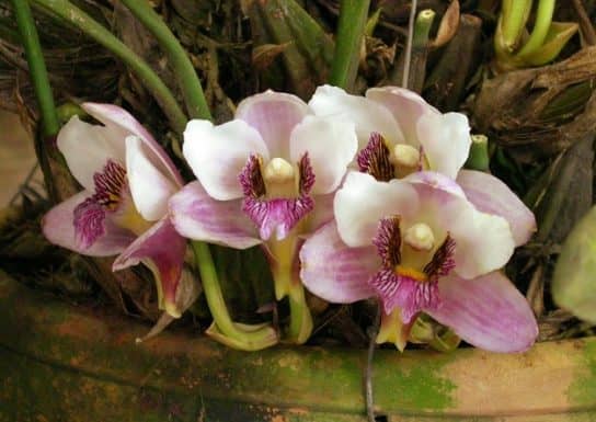 Orchid plants