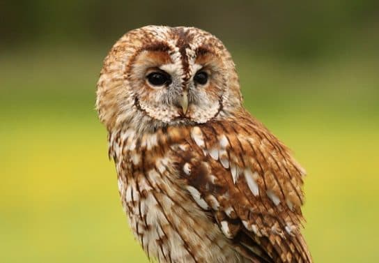 Coruja Tawny Coruja tawny owl – foto e descrição do pássaro, fatos, o que ele come e onde mora