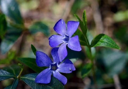 Pervinca