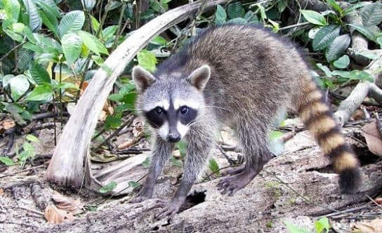 Raccoon family – representatives of raccoon carnivorous mammals |  List with photo