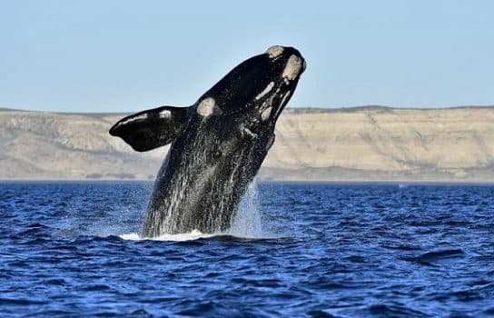 the appearance of a japanese whale Red Book Japanese smooth whale – photo and description, report and message