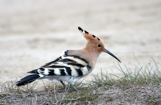 Shellfish Birds – Photos and Names | Raksha family