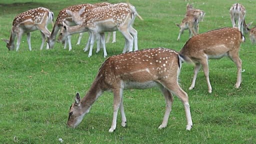 Sika deer from the Red Book – photo, description, where it lives, what it eats