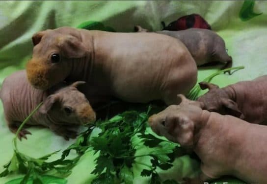 Cochon d'Inde maigre - oursons Cochon maigre – photo, entretien et soins, combien de temps ils vivent