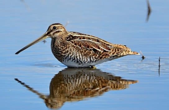 Snipe – uma foto e descri&ccedil;&atilde;o do p&aacute;ssaro, onde vive o snipe e o que ele come, sons de snipe
