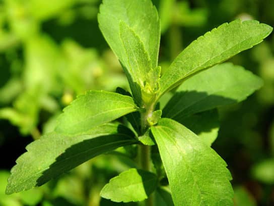Stevia