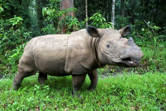 Rinoceronte de Sumatra – foto y descripci&oacute;n, n&uacute;mero, Libro Rojo, donde vive