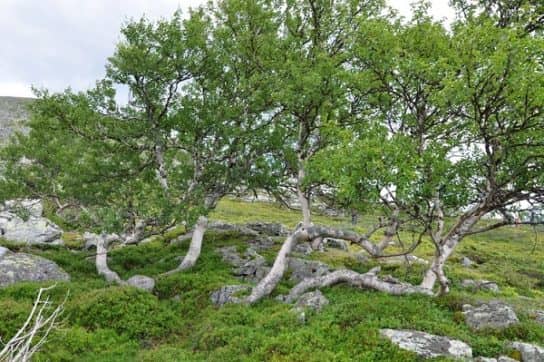La nature de l&rsquo;Oss&eacute;tie du Nord