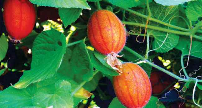 Tladianta douteux ou concombre rouge