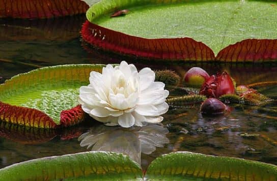 Photo of a water lily Victoria Regia