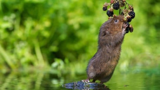 Campagnol d'eau - où il vit Campagnol d’eau (rat) – description de ce qu’il mange, photo et vidéo